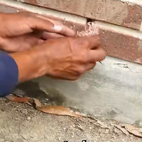 Read more about the article How To Block Pests From Weep Holes!