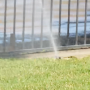 Read more about the article When to Water Your Lawn!