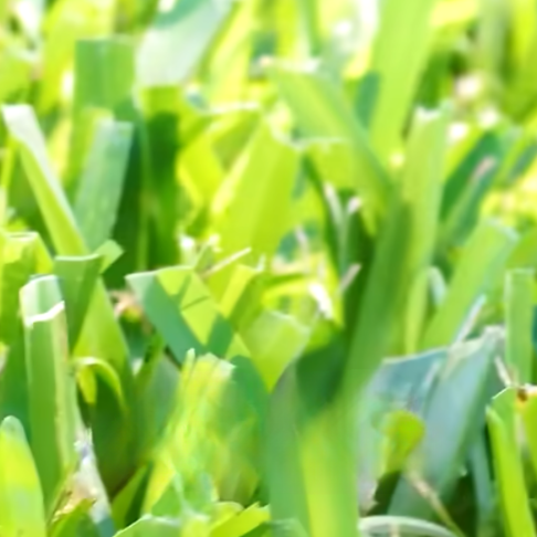 Does Grass Grow in Winter?