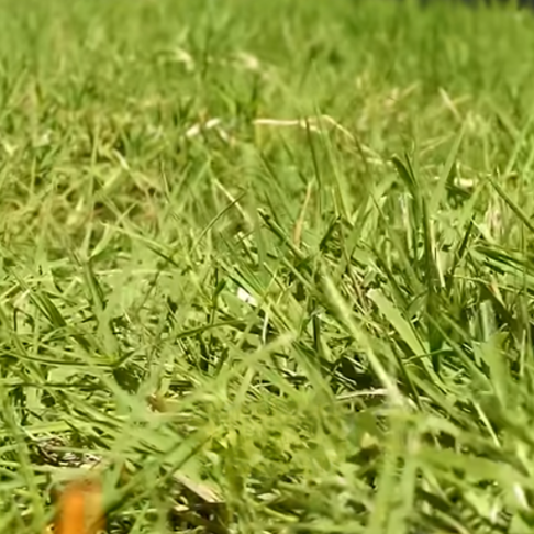 How to scalp down Bermuda grass?