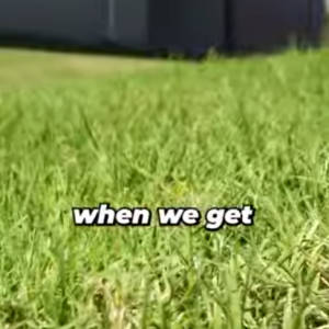 Read more about the article St. Augustine or Bermuda?