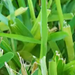 Read more about the article Stop Watering Your Lawn at Night?