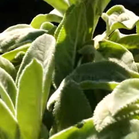 The best plants for Texas