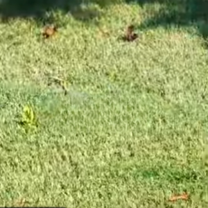 Read more about the article Thicker Grass = NO Weeds!